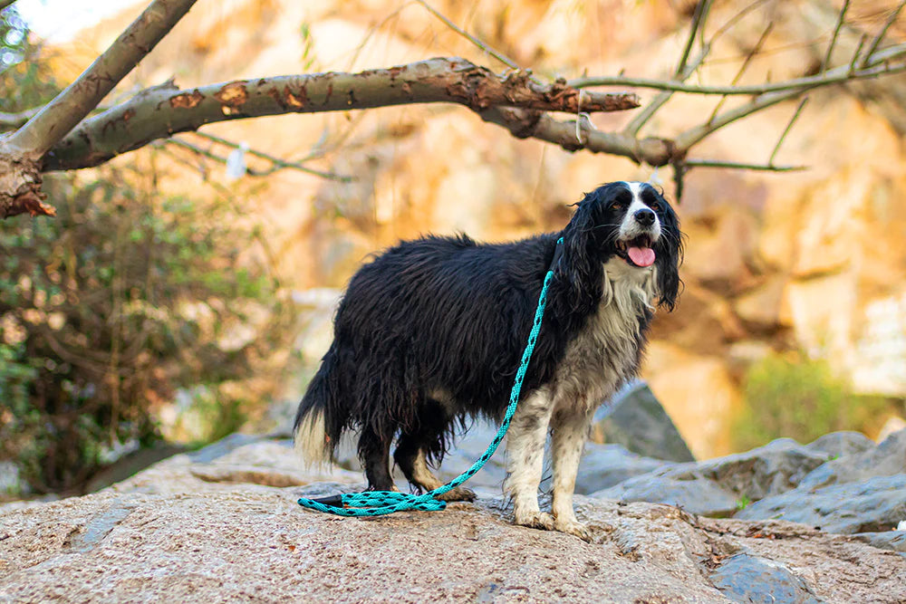 Correa perro hasta 90 kilos, black ice turquoise