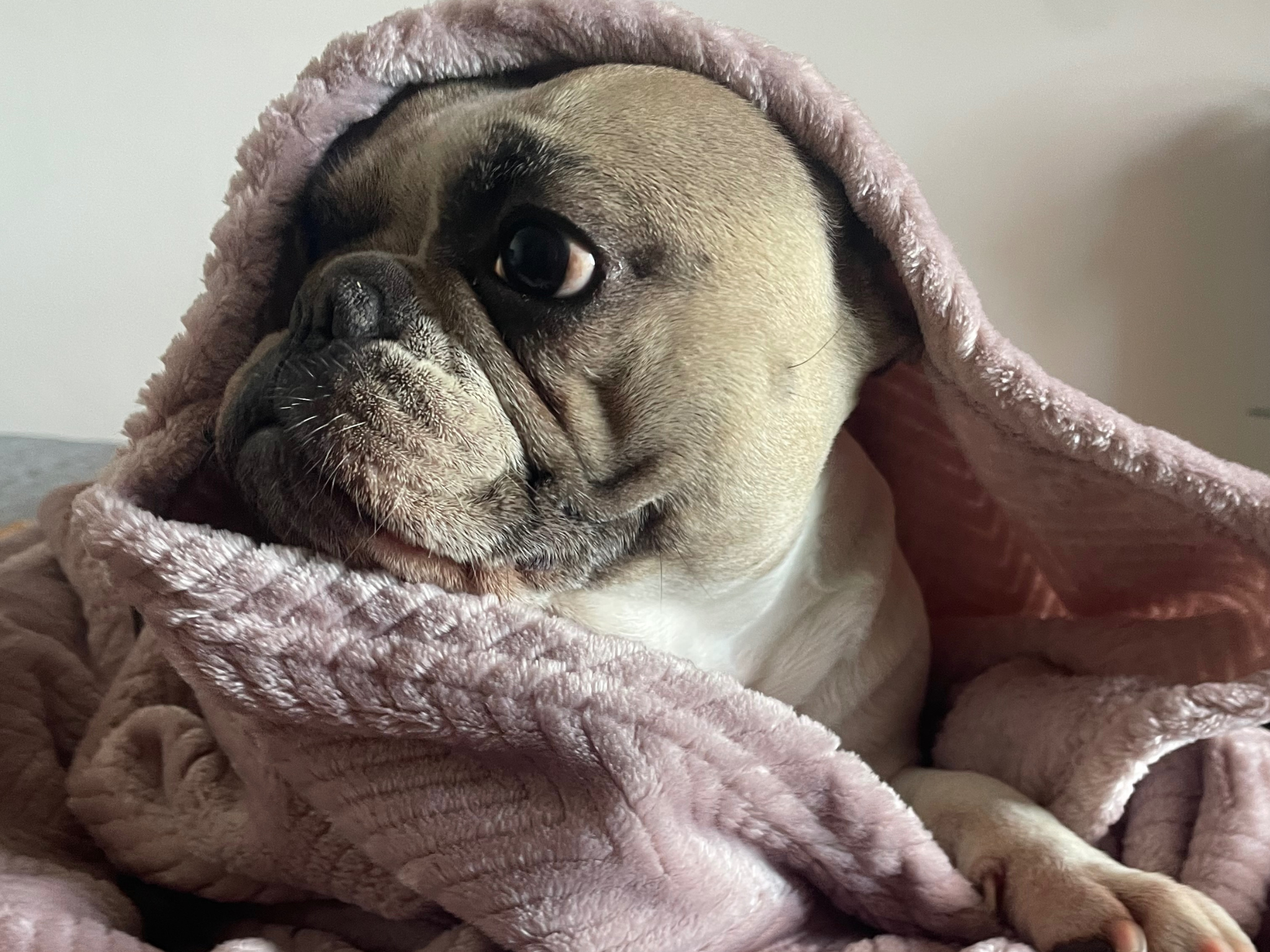 ¿Por qué las mantas para mascotas son esenciales para su bienestar y tranquilidad?