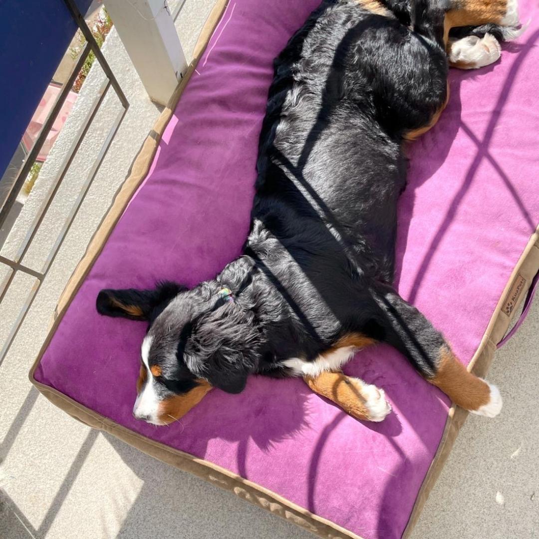 ¿Con qué sueña tu perro mientras duerme?