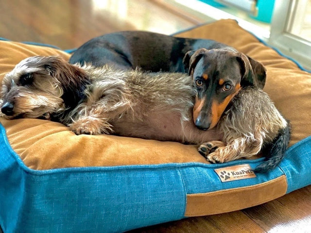 El sueño en perros de avanzada edad