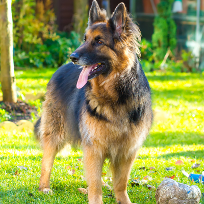 Fosa con degradador ecológico Big Pet Plus