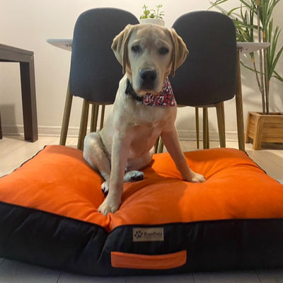 Cama Para Perro Modelo Origen Kuapets naranjo - negro