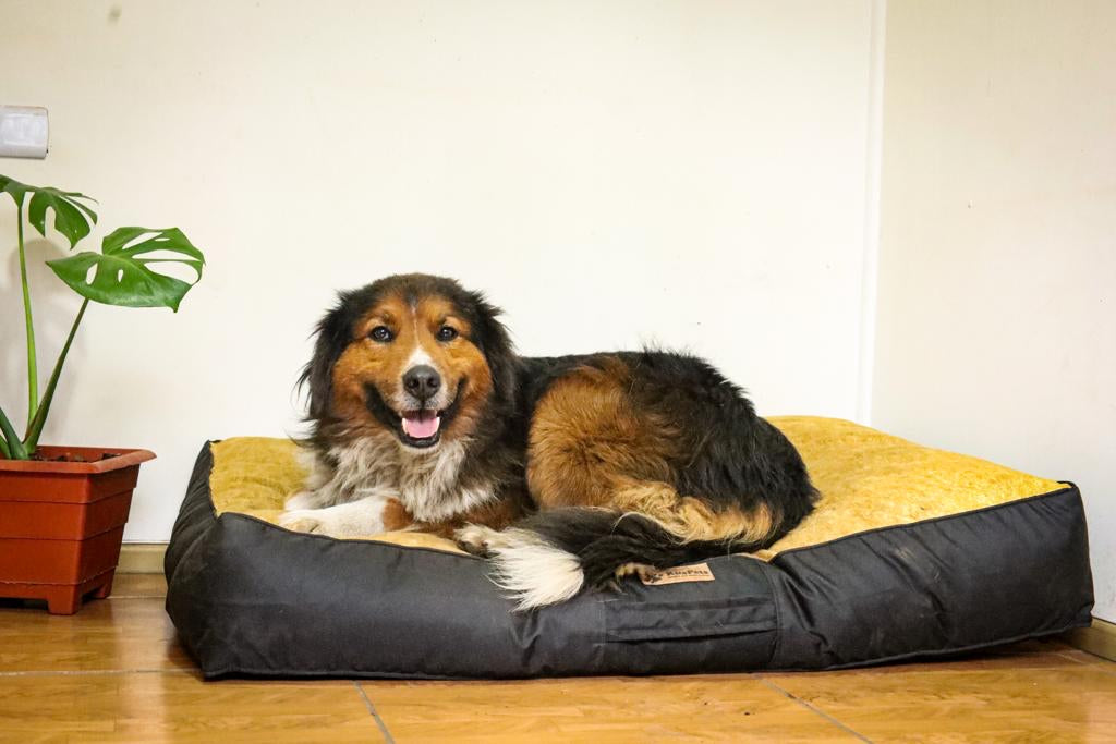 Cama Para Perro Modelo Origen Kuapets golden-negro
