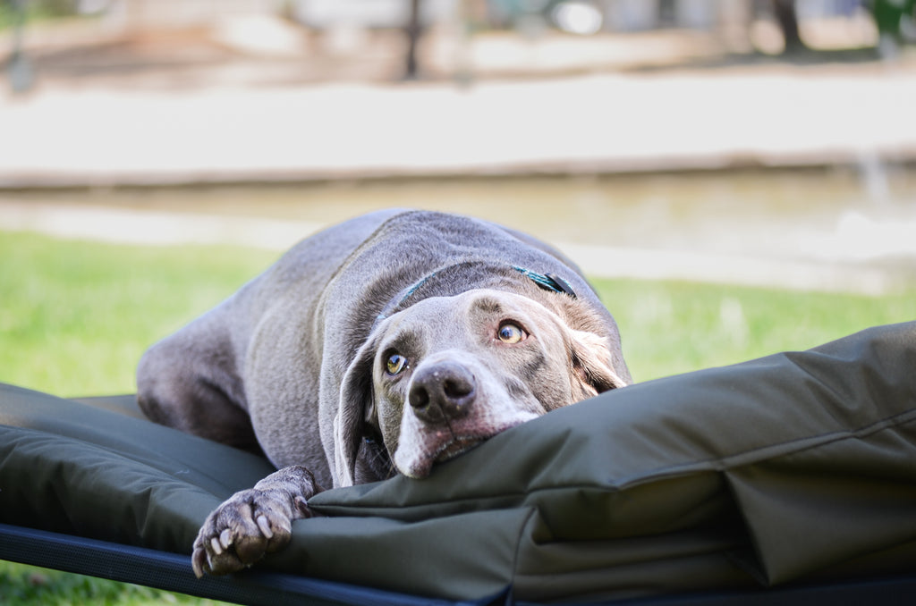 Cama elevada para perros grandes