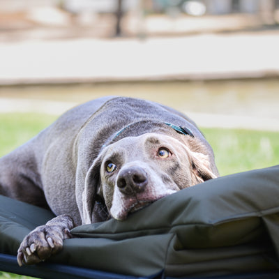 Cama elevada para perros y gatos