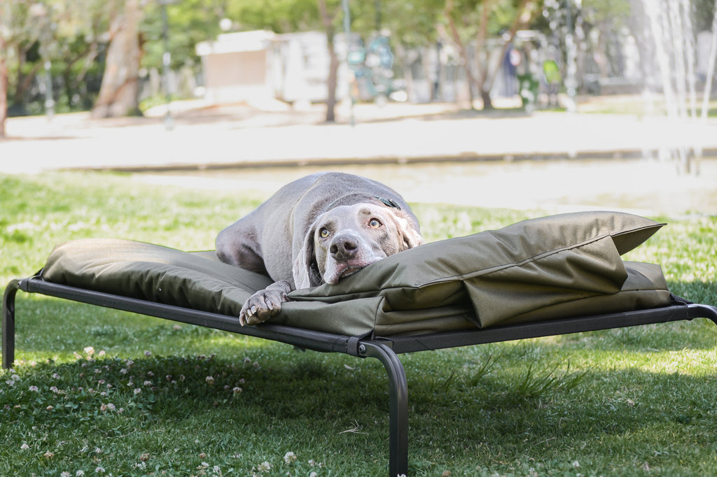 Cama elevada para perros grandes