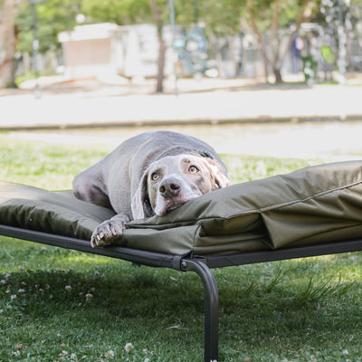 Cama elevada para perros y gatos
