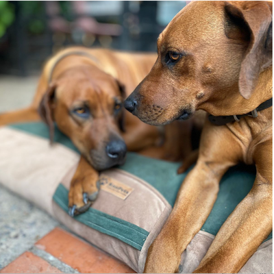 Cama Para Perro grandes  Kuapets | Verde Botella - Café