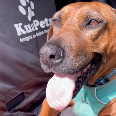 Cubre asiento de auto impermeable para mascota