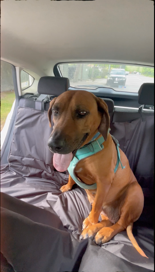 Cubre asiento de auto impermeable para mascota