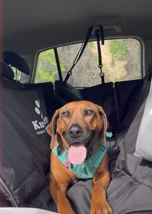 Cubre asiento de auto impermeable para mascota