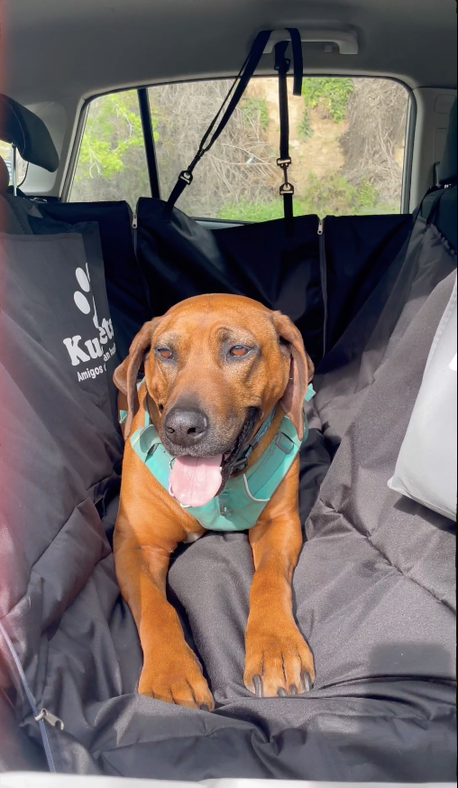 Cubre asiento de auto impermeable para mascota