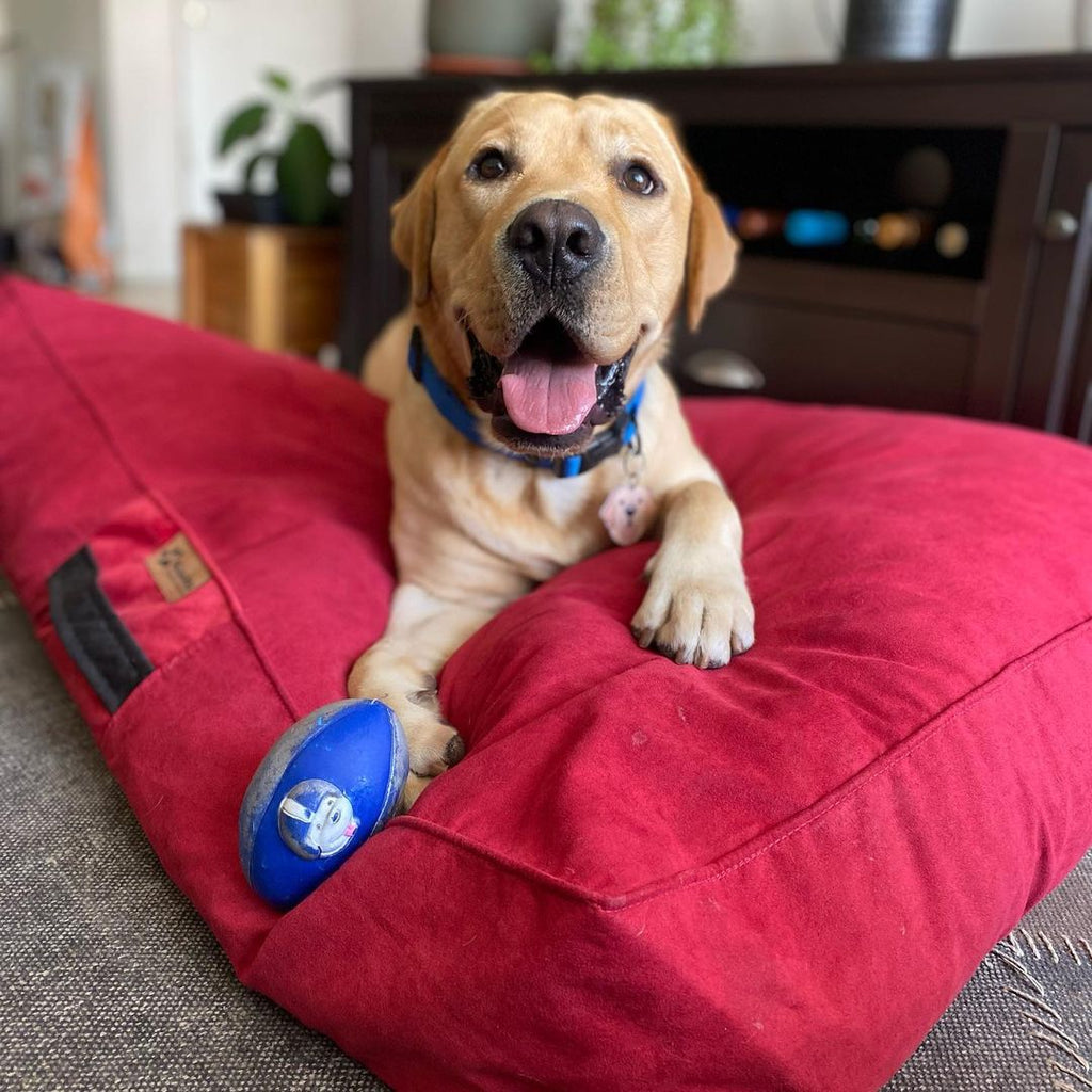 Cama para perros color rojo carmin Kuapets