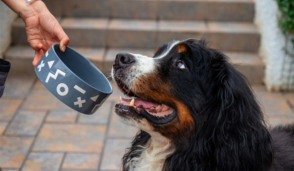 Plato cerámica 3 tazas XO