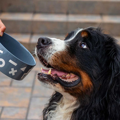 Plato cerámica 3 tazas XO