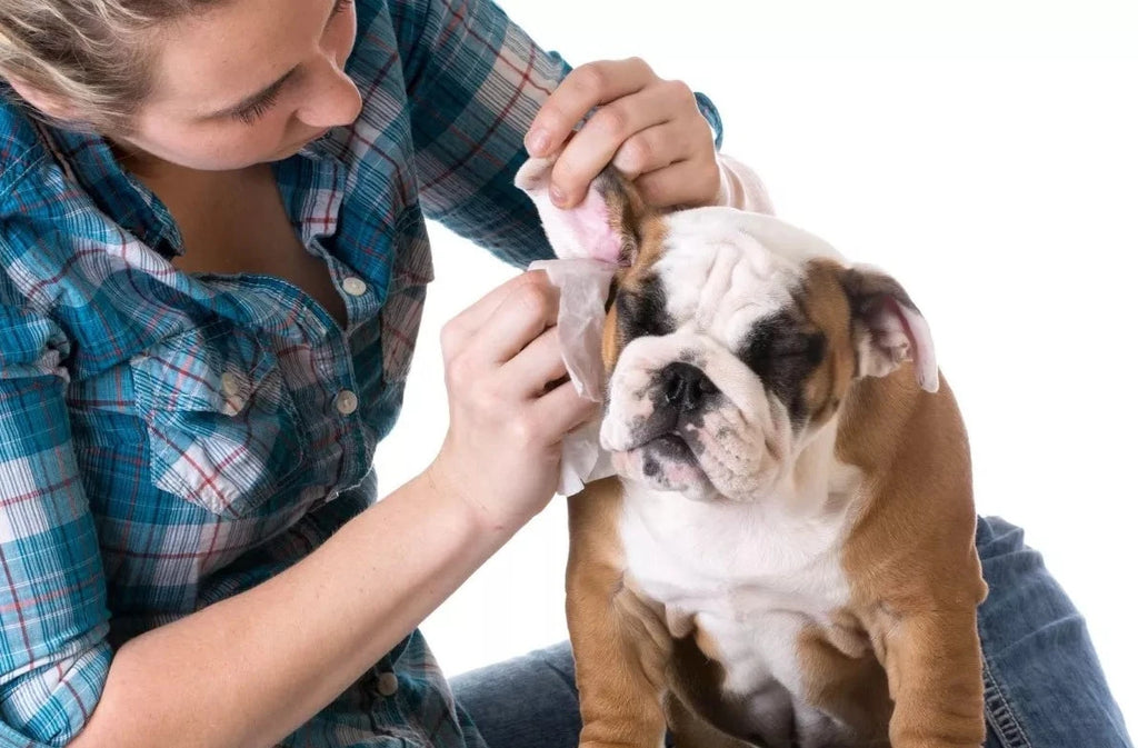 Toallas húmedas para perros y gatos 50 unidades
