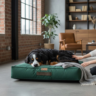 Cama para Perro Grande 3XL – Modelo Origen Kuapets Lavable