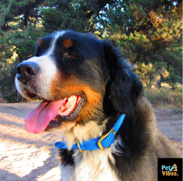 Collar trenzado blue