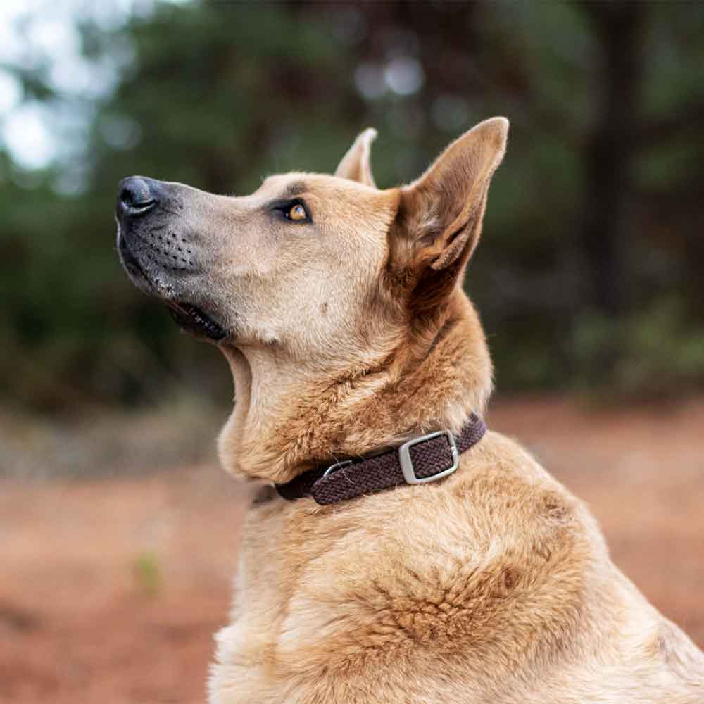 Collar trenzado brown