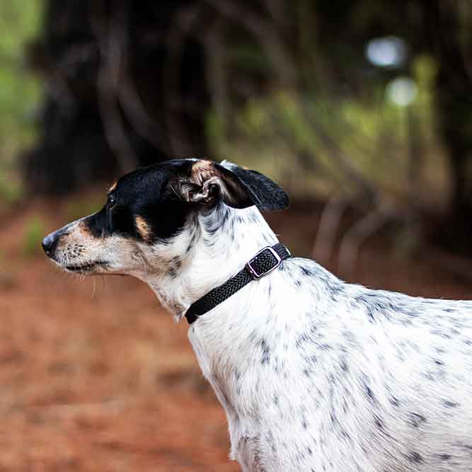 Collar trenzado black
