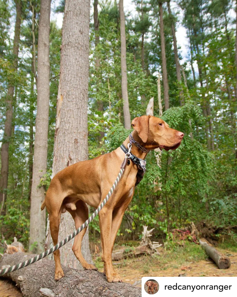 Correa perro hasta 90 kilos, woodlands