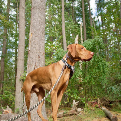 Correa perro hasta 90 kilos, woodlands