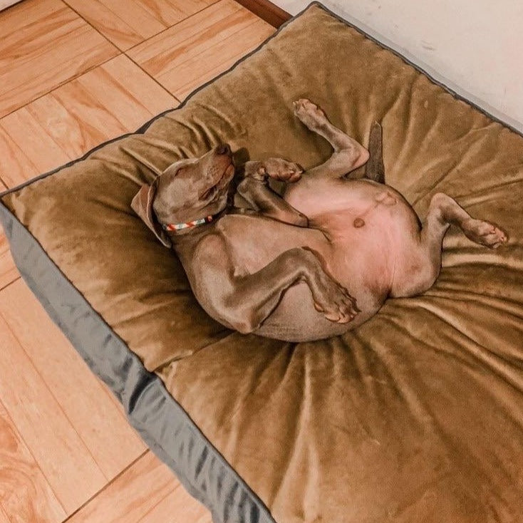 Cama para mascotas modelo origen Kuapets café-gris