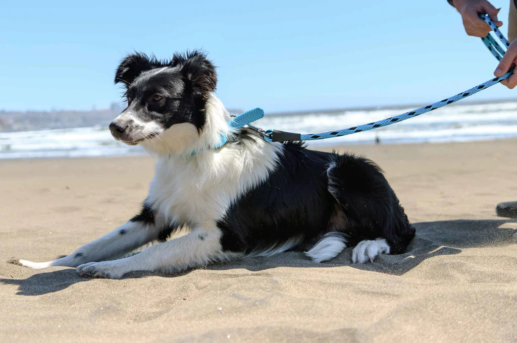 Correa perro hasta 90 kilos, black ice turquoise