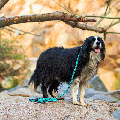 Correa perro hasta 90 kilos, black ice turquoise