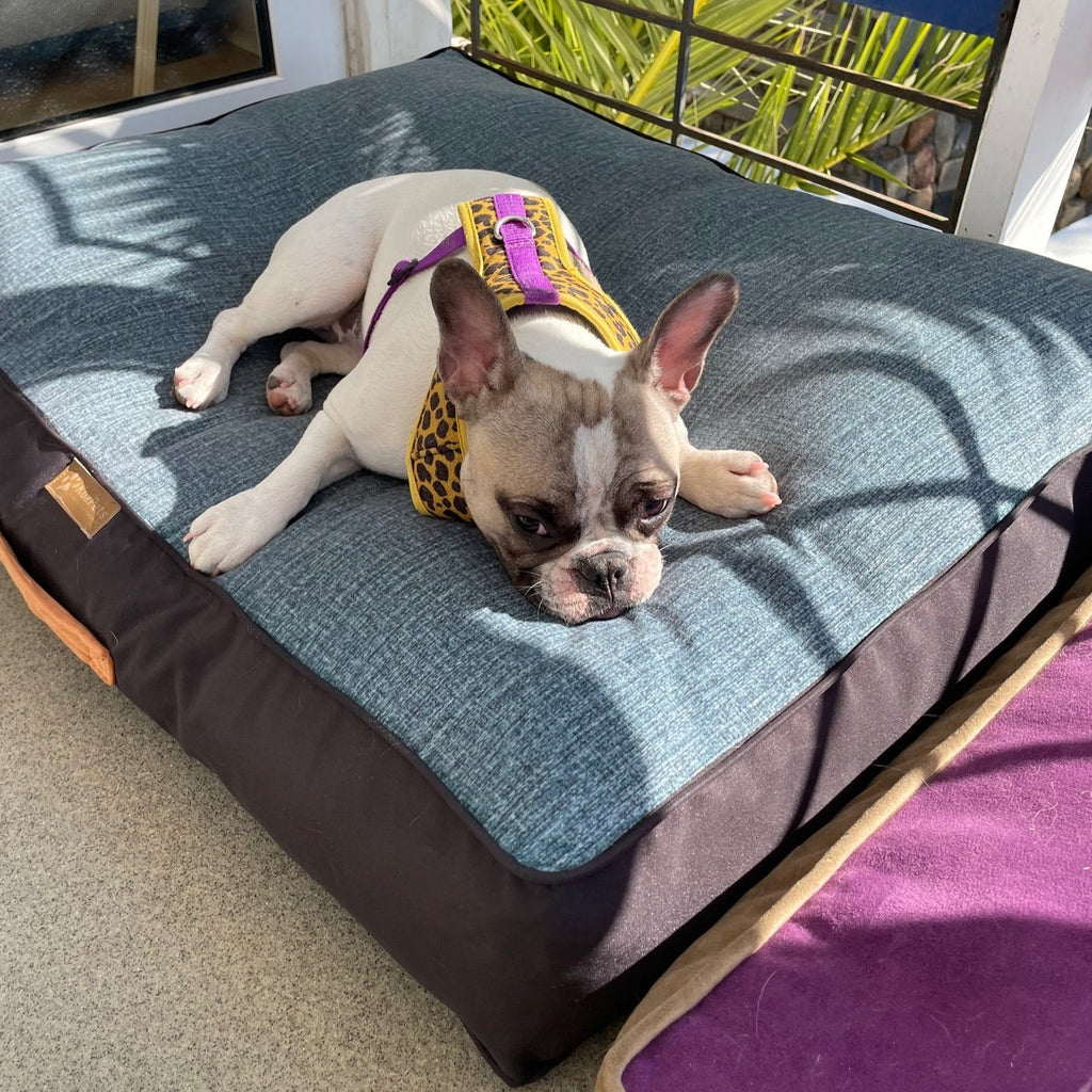 Cama para perro turquesa - negro Kuapets