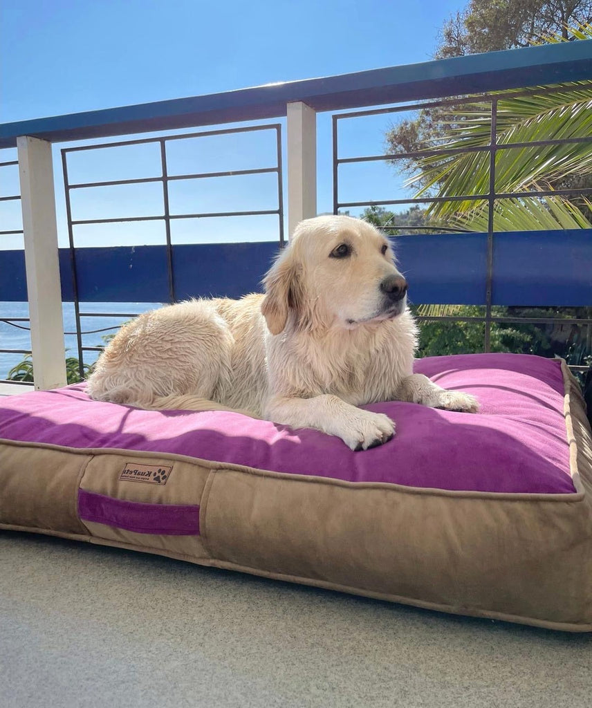 Cama para perros modelo origen Kuapets morado-café