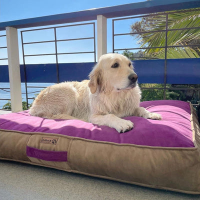 Cama para perros modelo origen Kuapets morado-café