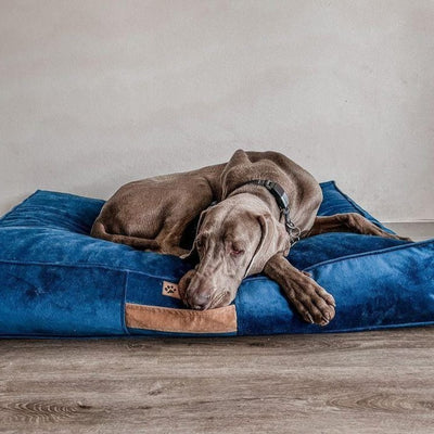 Cama para mascota modelo origen Kuapets azul