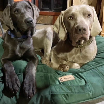 Cama para perros verde botella Kuapets