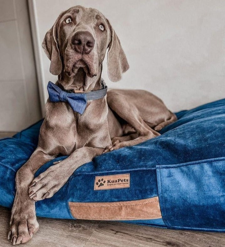 Cama para mascota modelo origen Kuapets azul