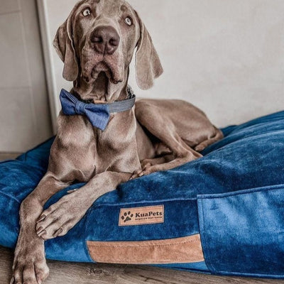 Cama para mascota modelo origen Kuapets azul