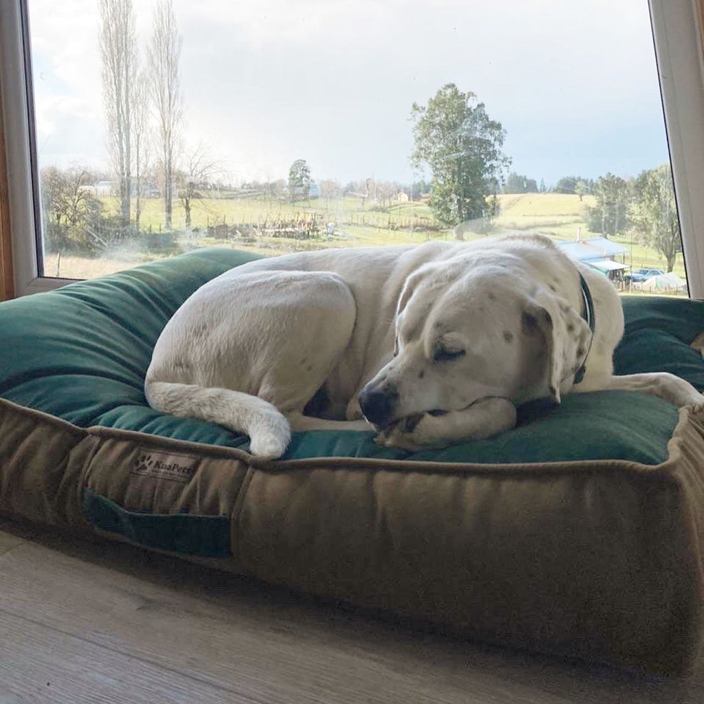 Cama Para Perro Modelo Origen Kuapets Verde Botella - Café