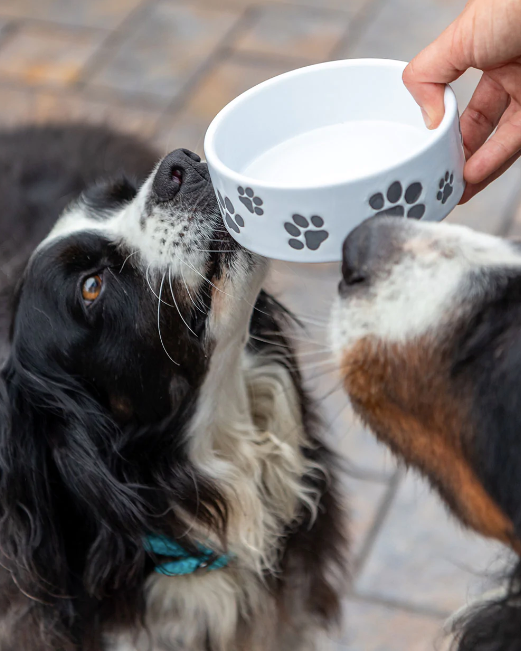 Plato Cerámica para perro Paws 1 taza