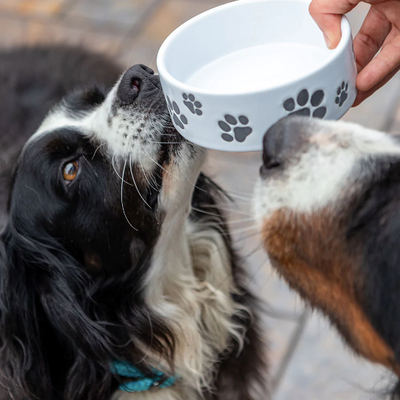 Plato Cerámica para perro Paws 1 taza