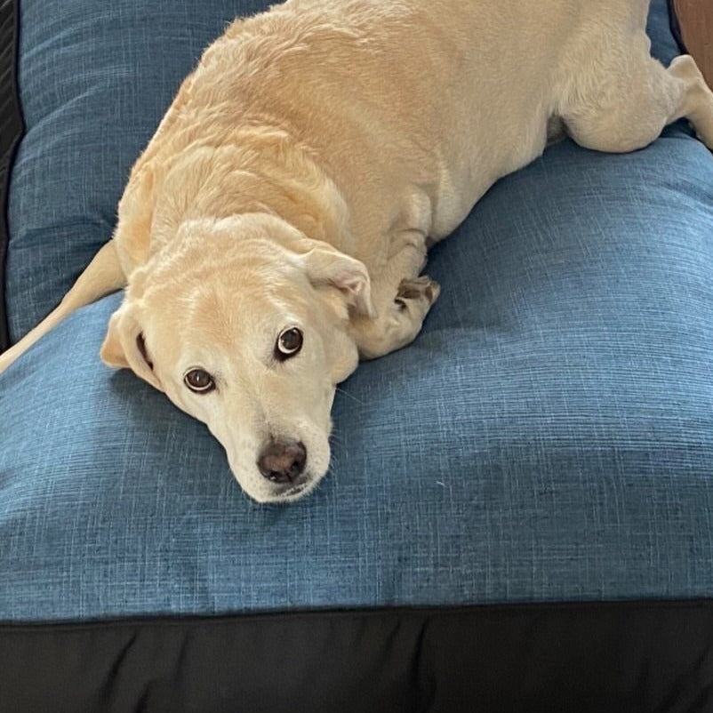 Cama para mascota modelo origen Kuapets azul jeans - negro