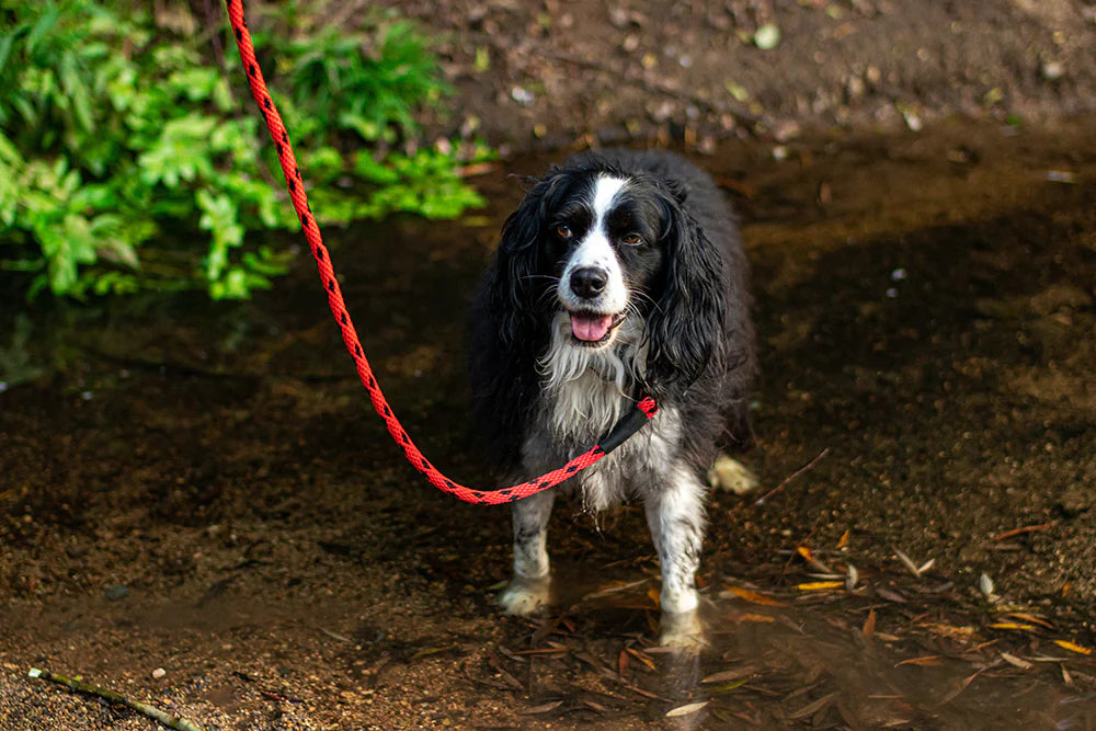 Correa perro hasta 90 kilos, black ice red