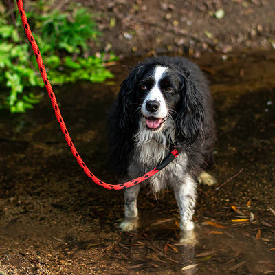 Correa perro hasta 90 kilos, black ice red