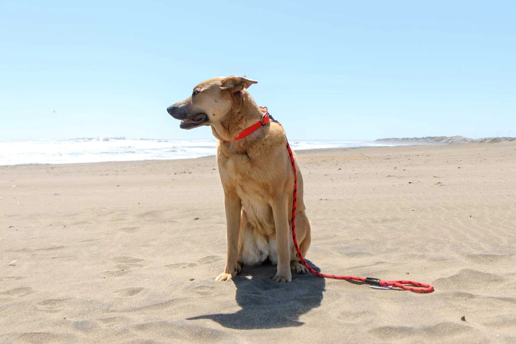 Correa perro hasta 90 kilos, black ice red