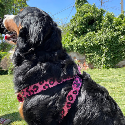 Set arnés más correa animal print