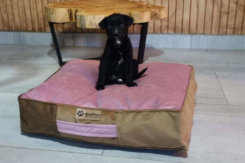 Cama Para Perro Modelo Origen Kuapets Palo Rosa - Café