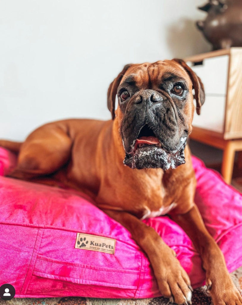 Cama para perro modelo origen Kuapets fucsia