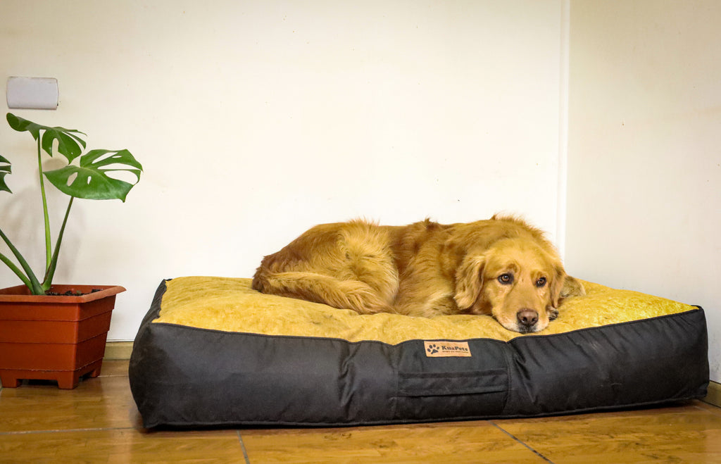 Cama Para Perro Modelo Origen Kuapets golden-negro