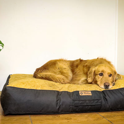 Cama Para Perro Modelo Origen Kuapets golden-negro