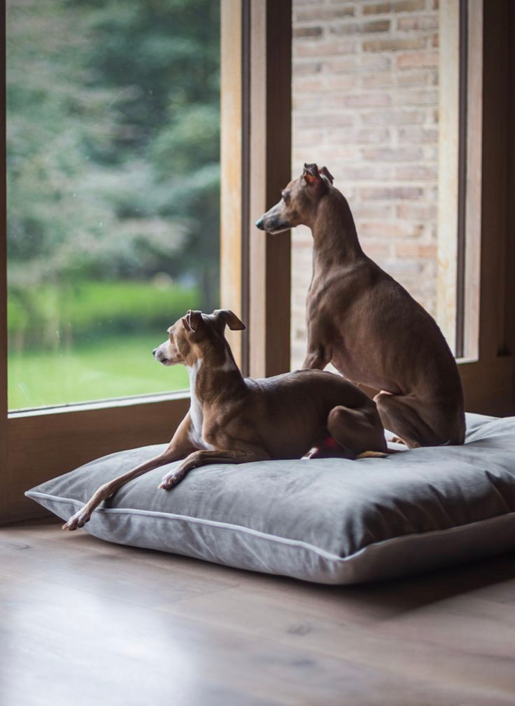 Cama para perro modelo owi kuapets – ligera, suave y cómoda